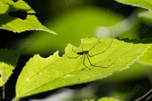 spider on leaf © taonoy