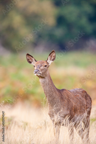 Red Deer hind, or ewe, walking in the long grass in London