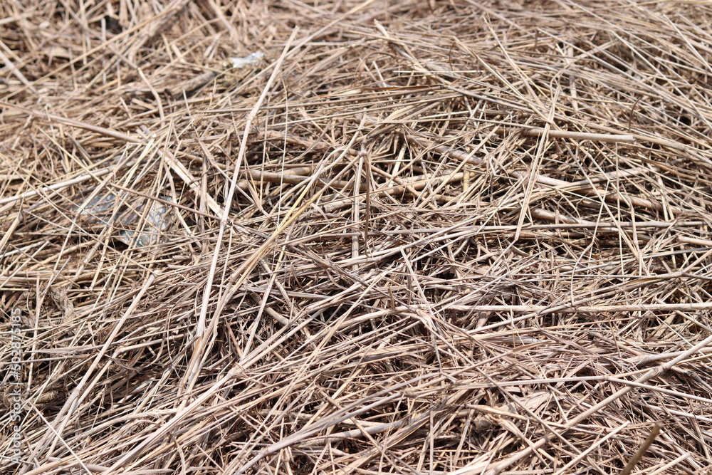 texture of hay