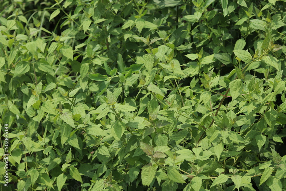 Fototapeta premium green leaves background