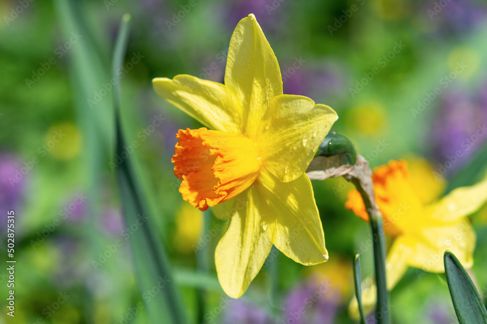 Beautiful yellow blooming narcissus in the park on a flower bed closeup Beautiful yellow blooming narcissus in the park on a flower bed closeup