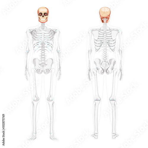 Set of Human head Skull Skeleton front back view with side hands partly transparent body position. Human jaws model. Chump realistic flat concept Vector illustration isolated on white background