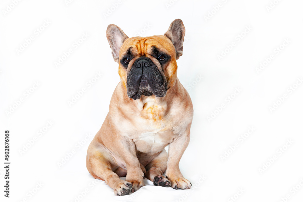 A large French bulldog isolated on a white background.