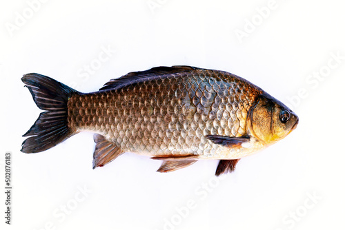 Crucian carp is a small representative of the carp family. Isolated on a white background.