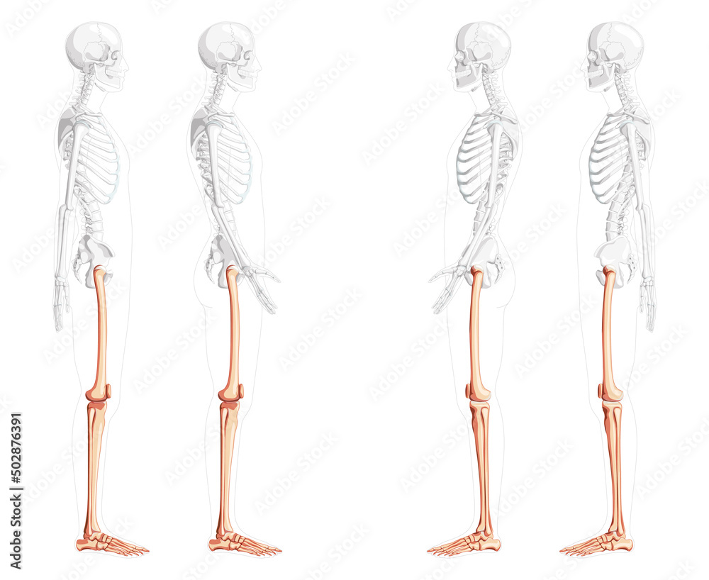 Skeleton Thighs and legs lower limb Human side view with partly transparent bones position. Set of patella, fibula, tibia, foot realistic flat natural color Vector illustration of anatomy isolated