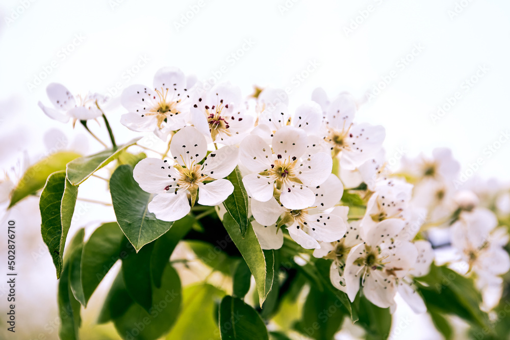 White flowers of a blooming garden close-up. Pear tree in blossom close-up. Gardening and garden care. Beautiful natural wallpaper. Delicate beauty. Spring mood. Detail of a orchard. Cultivated plant White flowers of a blooming garden close-up. Pear tree in blossom close-up. Gardening and garden care. Beautiful natural wallpaper. Delicate beauty. Spring mood. Detail of a orchard. Cultivated plant