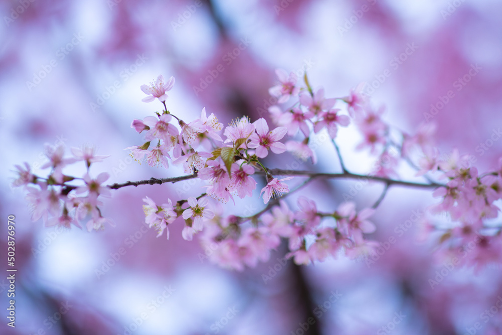 Selective focus of beautiful branches of pink Cherry blossoms on the tree under blue sky, Beautiful Sakura flowers during spring season in the park, Flora pattern texture, Nature floral background. Selective focus of beautiful branches of pink Cherry blossoms on the tree under blue sky, Beautiful Sakura flowers during spring season in the park, Flora pattern texture, Nature floral background.