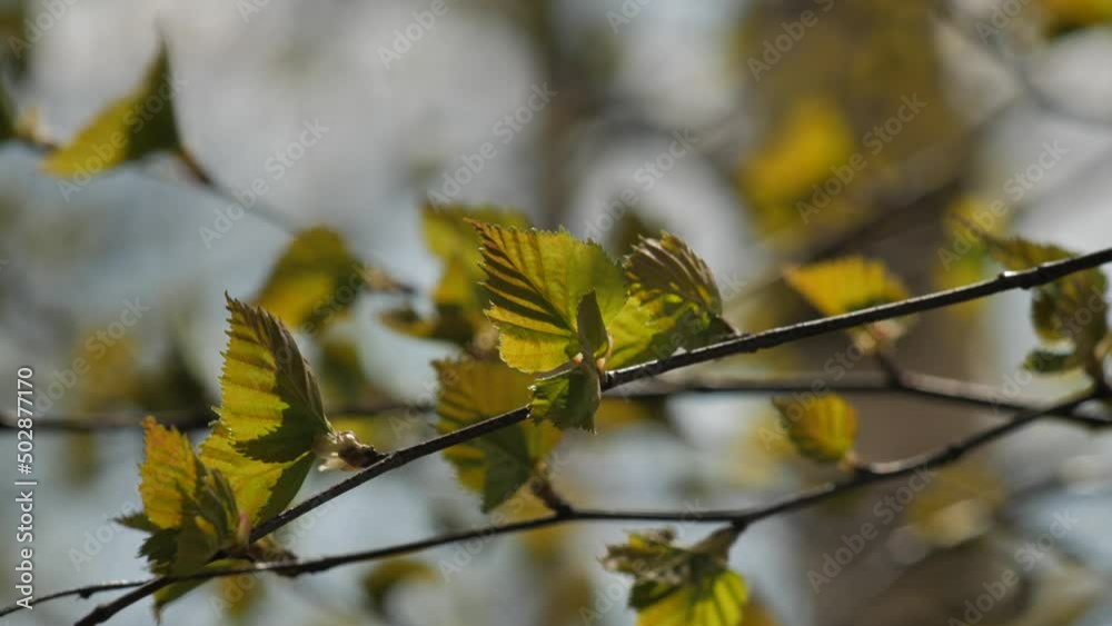 Birch branches with new shoots with beautiful green leaves