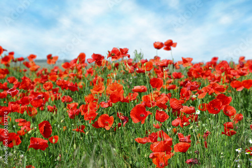 poppy flowers in the field