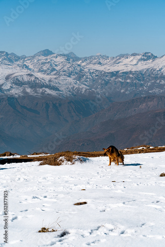 Vertical shot of dog urinating on snowy Provincia mountain with Andes mountain range in background, Chile