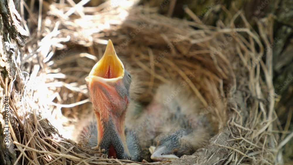 Newborn blackbird chicks sitting in the nest open their beaks wide in search of food. Natural selection and life of blackbirds in the wild. Newborn blackbird chicks sitting in the nest open their beaks wide in search of food. Natural selection and life of blackbirds in the wild.