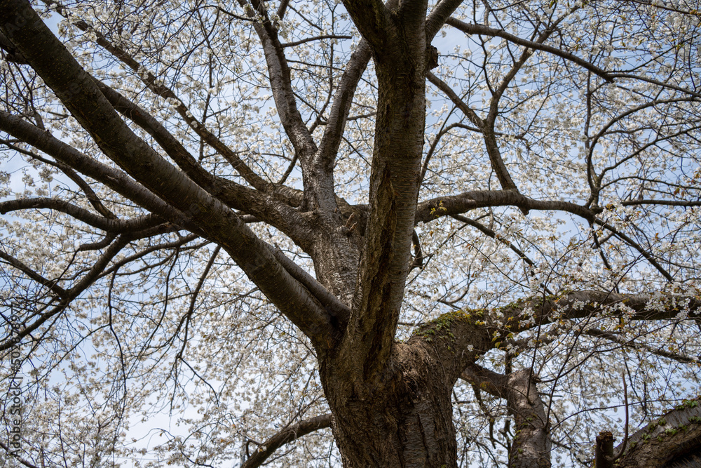 Fototapeta premium Sakura trees with green 東北山形の桜と葉桜