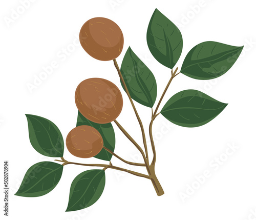 Copaiba Tree Fruits Illustration photo