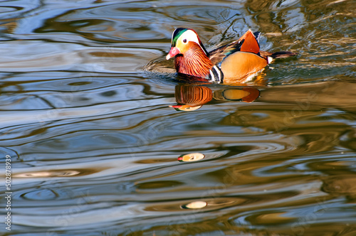 mandarin duck swim