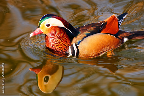 mandarin duck swim