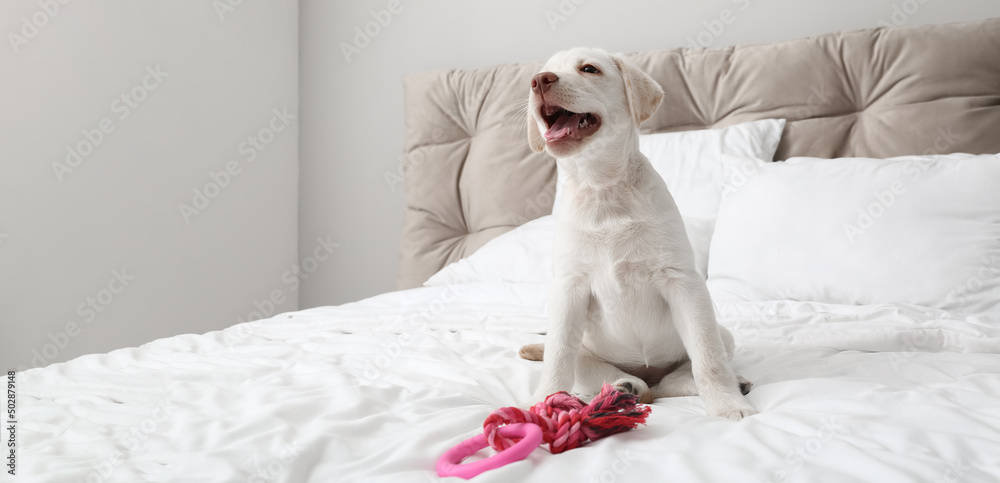 Cute Labrador puppy playing with toys on bed - obrazy, fototapety, plakaty 