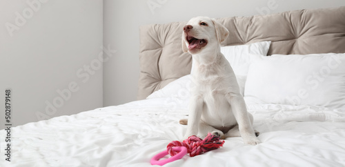 Cute Labrador puppy playing with toys on bed