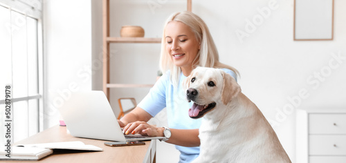 Fototapeta Naklejka Na Ścianę i Meble -  Mature woman with cute Labrador dog using laptop at home