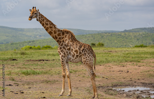 Giraffe im Naturreservat im Hluhluwe Nationalpark Südafrika © ShDrohnenFly