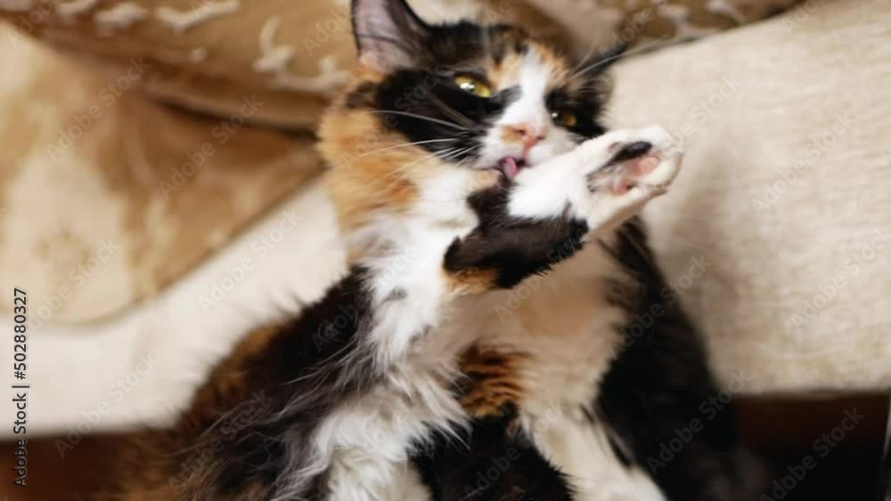 A large beautiful fluffy tricolor cat with yellow eyes lifted its hind leg and licks itself. The cat is washing up. A large beautiful fluffy tricolor cat with yellow eyes lifted its hind leg and licks itself. The cat is washing up.