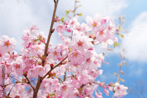Sakura cherry blossoms over blue sky © Tomas Ragina