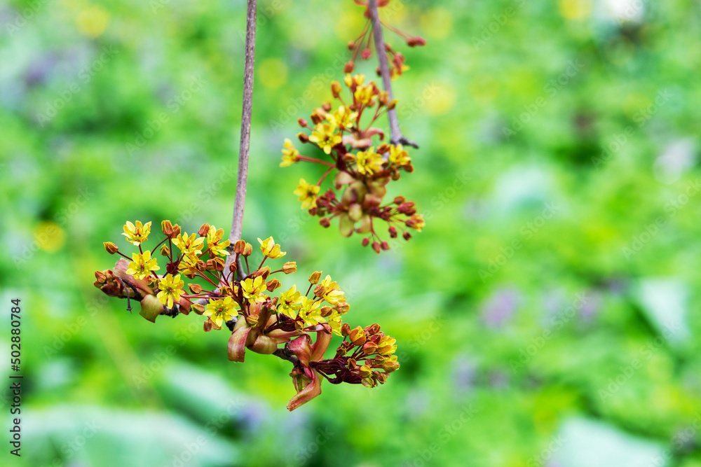 Maple branches on a background of green grass closeup Maple branches on a background of green grass closeup