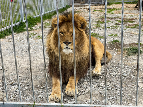 Lion sitting in cell in zoology park 
