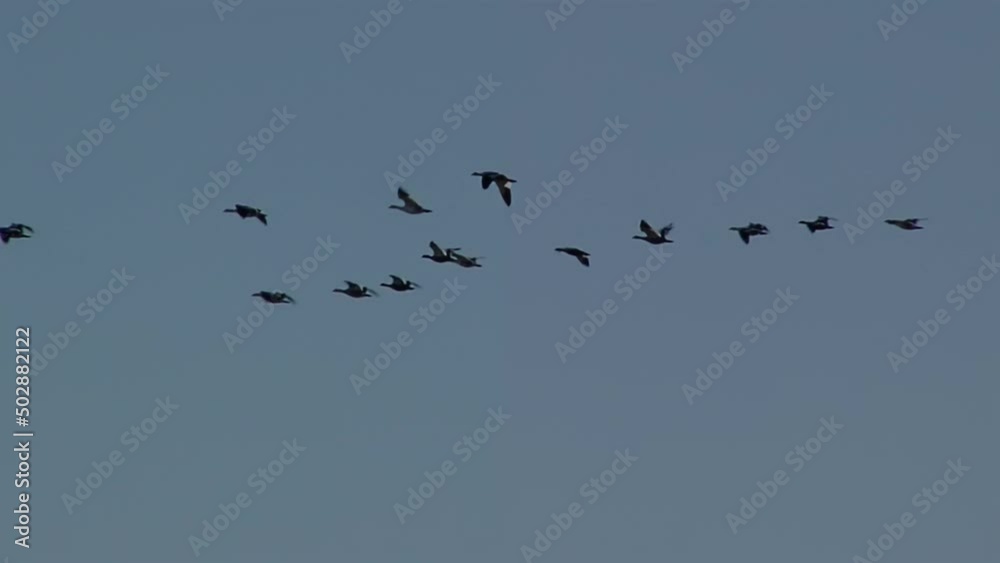 Migrating Flock of Birds Flying Against Blue Sky during Migration.