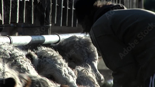 Young Farmer Feeding Hereford Cattle in a Rural Field in Gaiman, Chubut Province, Argentina.  photo