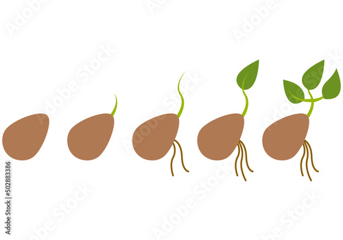 Proceso de crecimiento de una planta en fondo blanco.