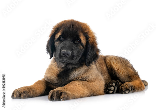 puppy Leonberger in studio photo