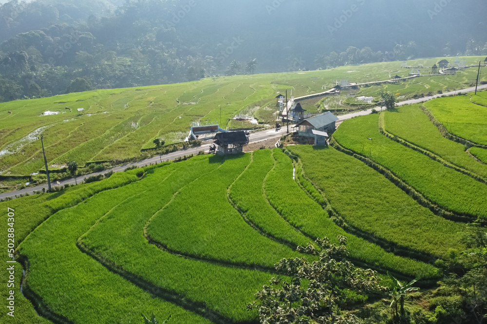 Beautiful ricefield in Kendal Village, Indonesia. Morning view
