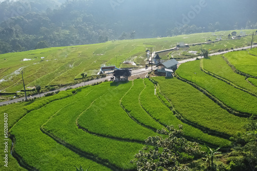 Beautiful ricefield in Kendal Village, Indonesia. Morning view 