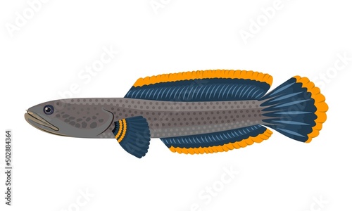 Vector illustration of Channa Limbata fish or snakehead fish, isolated on a white background. photo