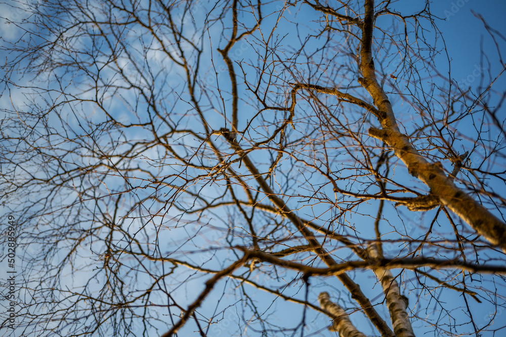 Tree branch silhouette over blue sky background. Tree branch silhouette over blue sky background.