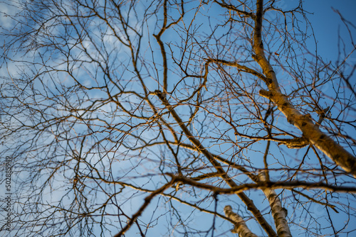 Tree branch silhouette over blue sky background.