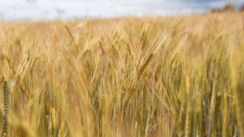 Beautiful landscape field on a summer day. Rural scene. Close up of wheat ears  field of wheat