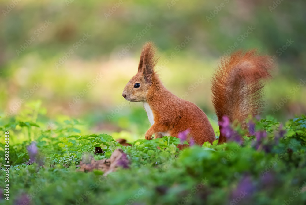 Red squirrel in a meadow with flowers