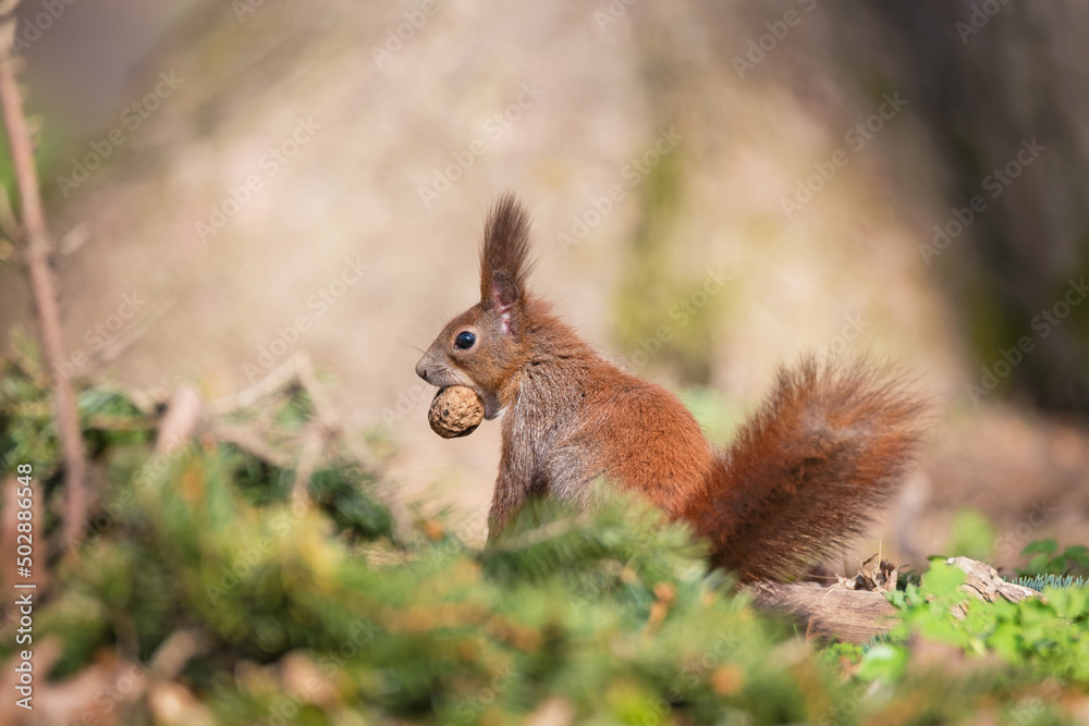 Close-up of a red squirrel with a nut