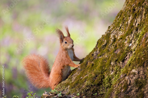 Close-up of a red squirrel on the tree © viktoriya89