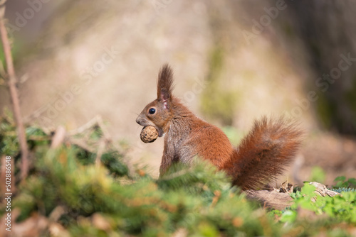 Close-up of a red squirrel with a nut