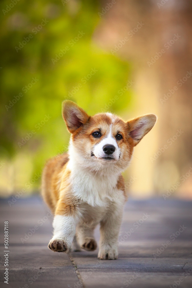 welsh corgi pembroke
welsh corgi pembroke