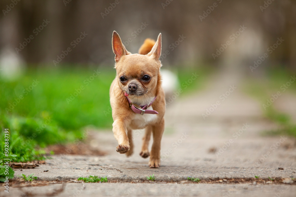 chihuahua dog on the grass