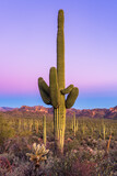 Saguaro Cactus at Dusk in the Arizona Desert
