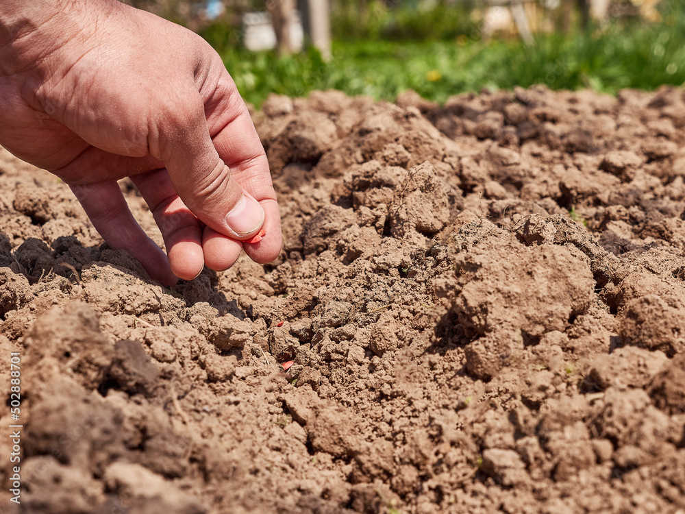 Planting cucumber seeds in the prepared soil. Care and cultivation of cucumbers.