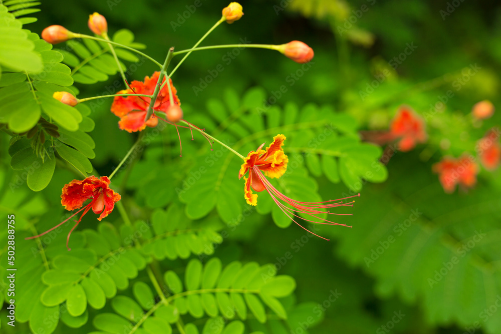 Green leaves and orange flowers of tropic acacia tree. Close up tropic background. Green leaves and orange flowers of tropic acacia tree. Close up tropic background.