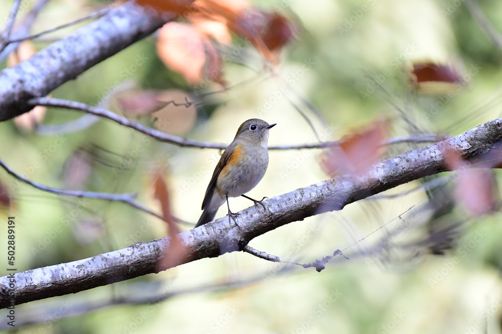 縄張りを主張するルリビタキ メス