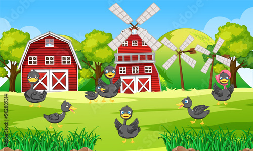 Farm scene with many ducks in the field