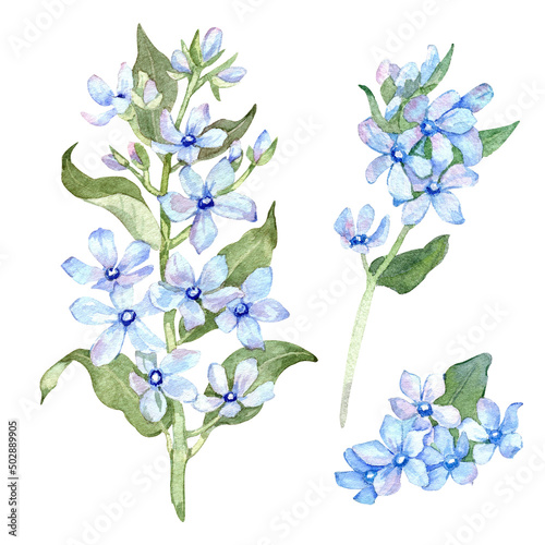 Oxypetalum flowers watercolor illustration. Blue flowers set isolated on white background. Hand drawn painting. photo