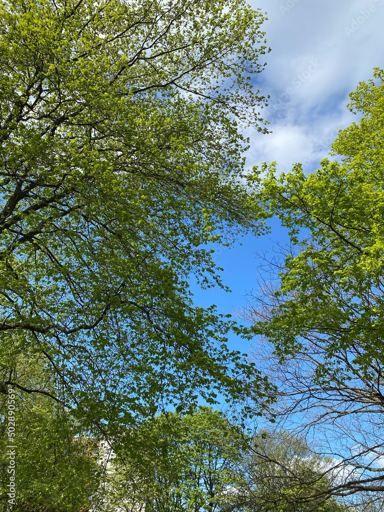 Obraz premium trees and sky